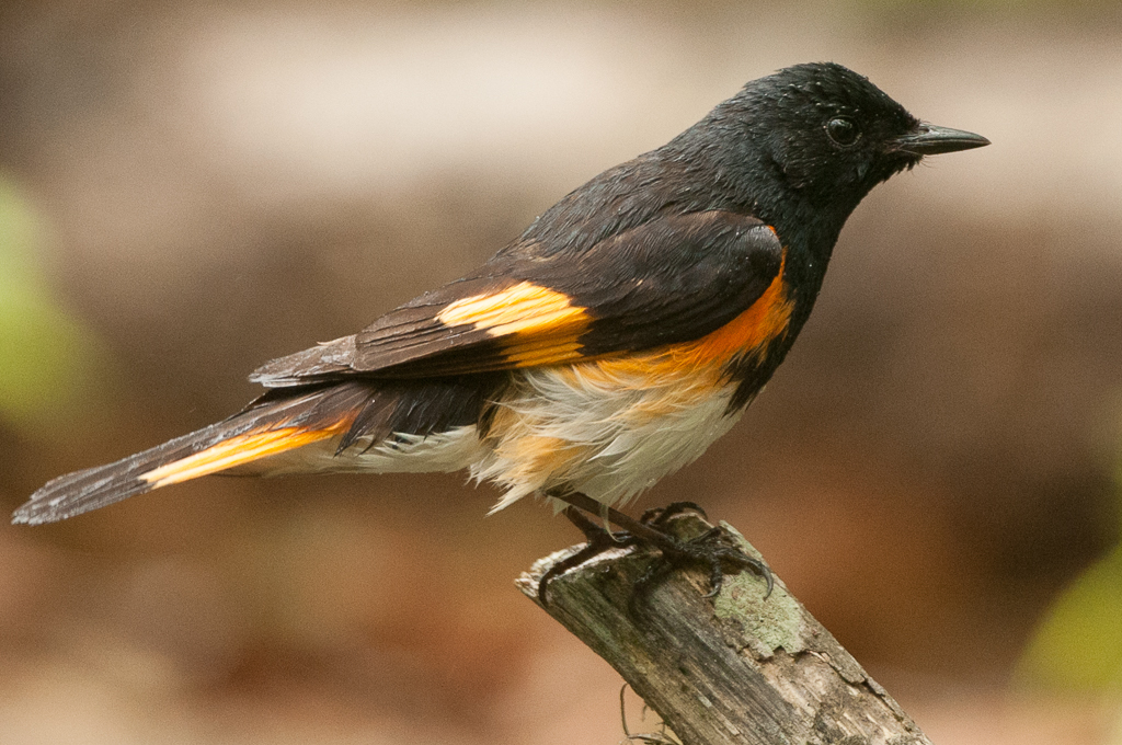 American Redstart on branch