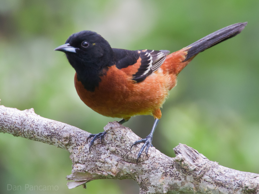 Baltimore Oriole — varied repertoire