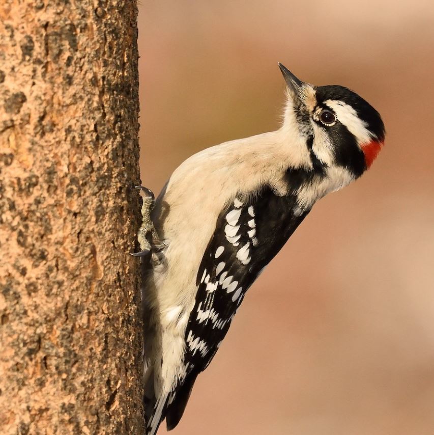 Downy Woodpecker field mark inspection