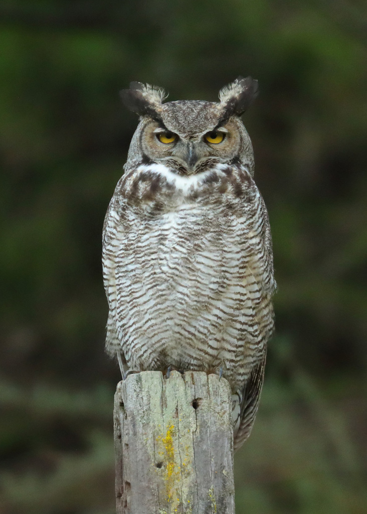 Great Horned Owl detail at dusk