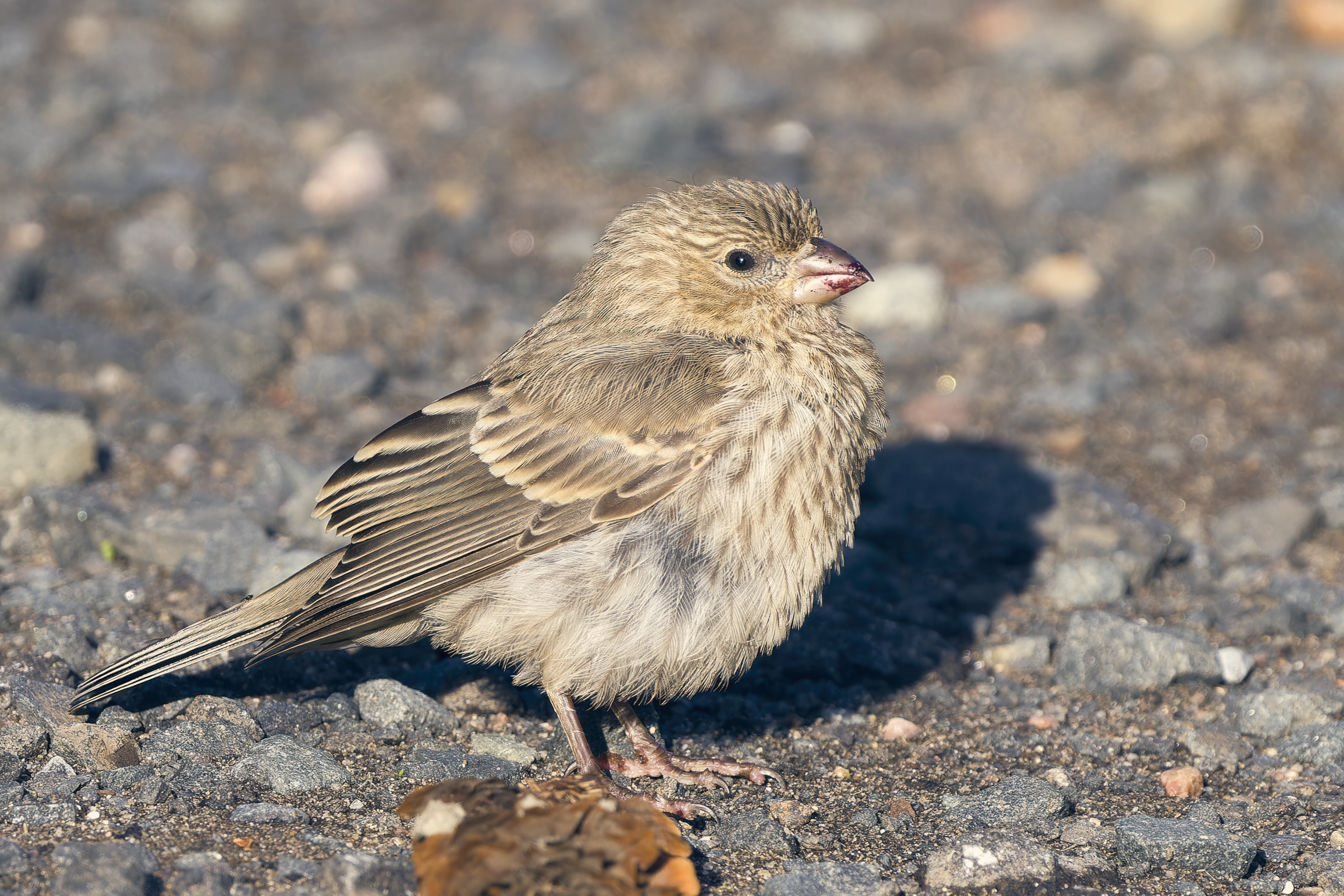 House Finch in garden