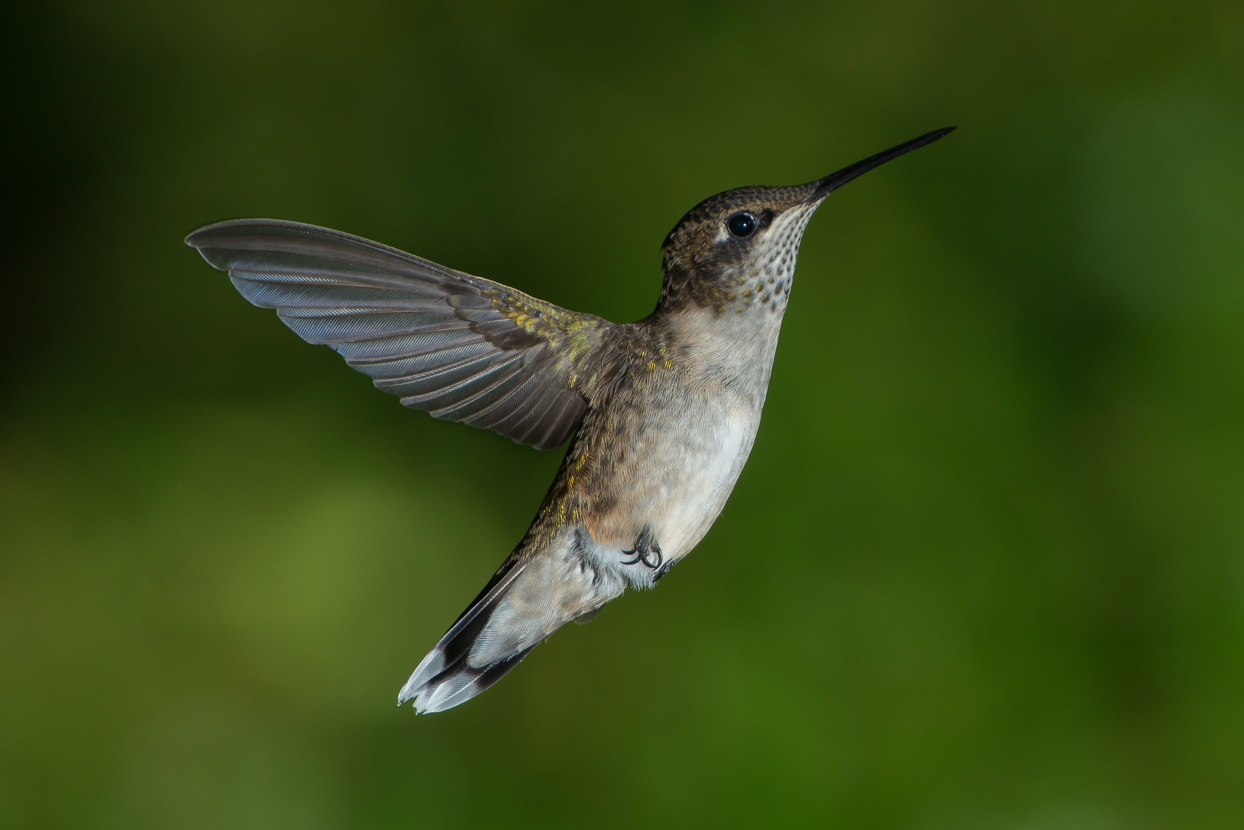 Hummingbird at flower