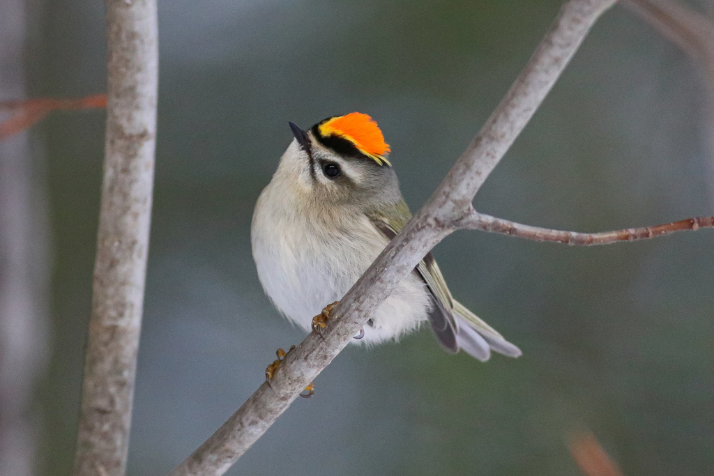 Black-capped Chickadee at feeder