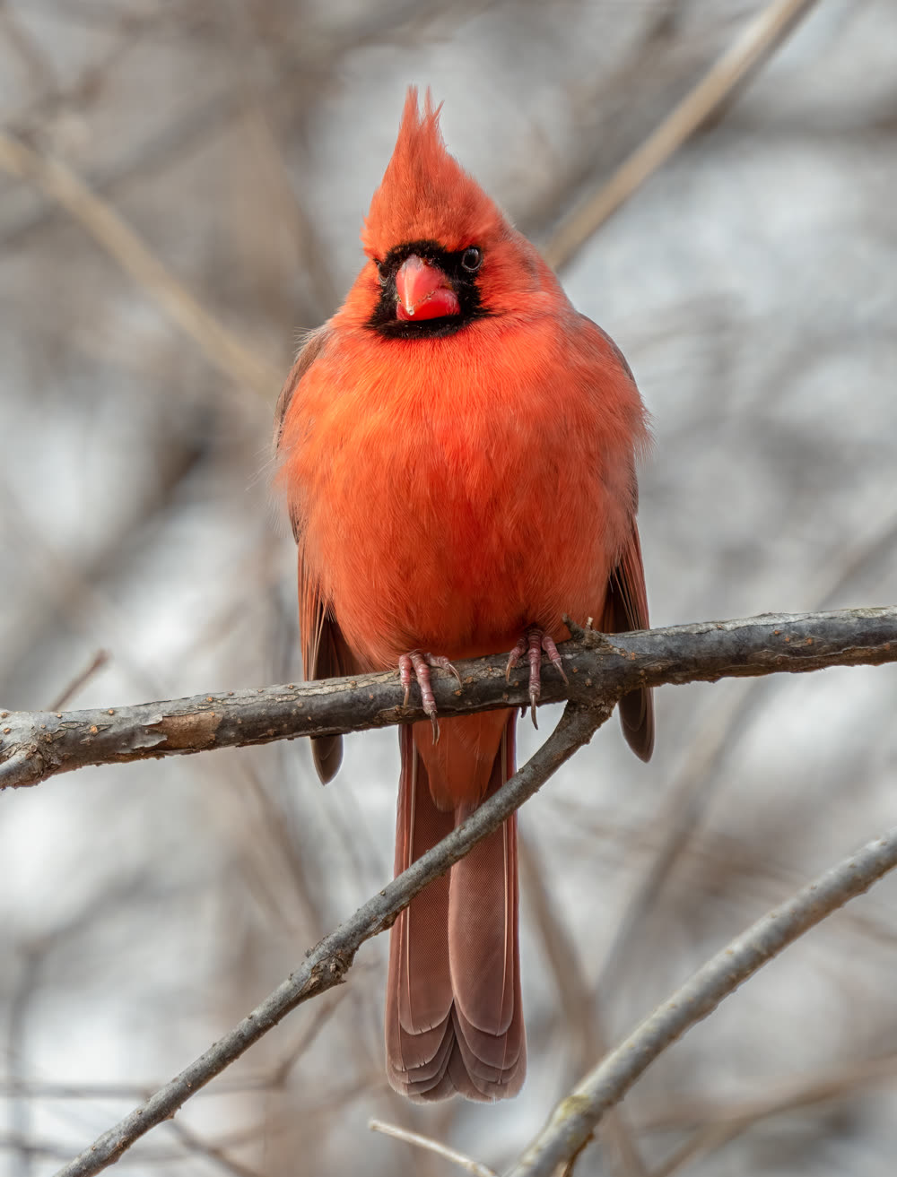 Beautiful Northern Cardinal attracted by our Smart Bird Feeder