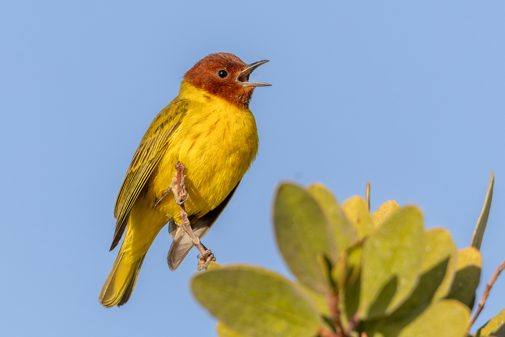 Yellow Warbler in spring foliage